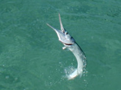 Garfish in the Bahamas